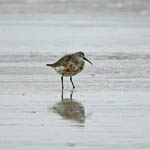 Curlew Sandpiper